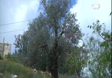 سكان بلدة عانين يتشكون من مرور الاسلاك الكهربائية بين منازلهم - 15 - 4 - 2015 - نور الزمان شوقي