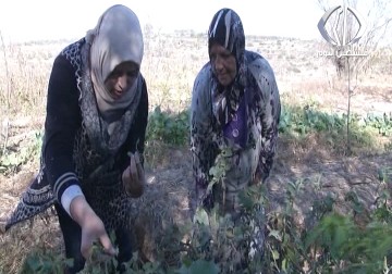 فرخة... القرية البيئية الأولى في فلسطين – جيهان عوض