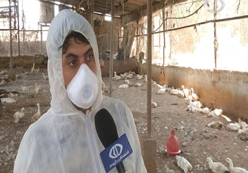 مزارع جديدة تصاب بانفلونزا الطيور والزراعة في شمال قطاع  غزة تعدم الطيور المصابة - 29 - 7 - 2015 - رمزي البيروتي