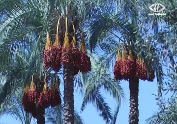 بدء موسم جني البلح في قطاع غزة وسط آمال بفتح باب التصدير لأسواق الضفة والخارج - رمزي البيروتي - 21 - 9 - 2016