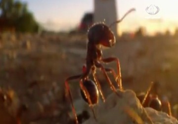 دراسة أمريكية حديثة بينت عشق النمل للوجبات السريعة – 3 – 4 – 2015 – امتثال هنداوي