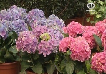 المشاتل والمعارض الزراعية وجهة للمواطنين من باقي المدن  – 28 – 3 – 2015 – أمون الشيخ