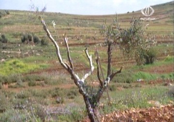 تجريف أراض في مجدل بني فاضل واقتلاع أشجار زيتون في ترمسعيا - 19 - 3 - 2015 - علي موسى