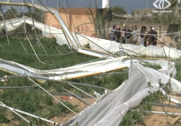 قطاع الزراعة يتكبد خسائر كبيرة جراء المنخفض ... ووزارة الزراعة تقلل من تداعياته - 22 – 1 – 2015 – رمزي أبو جزر