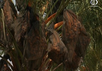 خسائر تجارية وزراعية بعد مصادرة الاحتلال المحول الكهربائيَّ في قرية الجفتلك - أمون الشيخ - 31 - 8- 2016