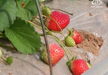 الاحتلال يمنع تسويق الفراولة في الضفة الغربية المحتلة  - 9 – 2 – 2015 – نورا المشهراوي