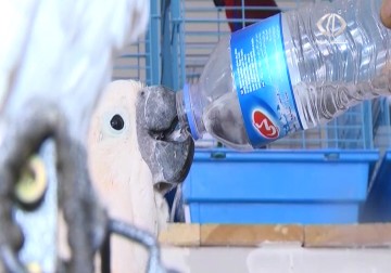 ببغاوان يحتسيان القهوة ويتراقصان على انغام الموسيقى في غزة  - 16 - 3 - 2015 - ديما اللبابيدي