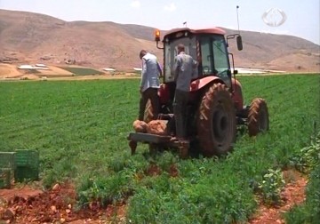 لأول مرة بالضفة الغربية جزر فلسطيني ينافس المنتج الاسرائيلي - 17 - 5 - 2015 - أمون الشيخ