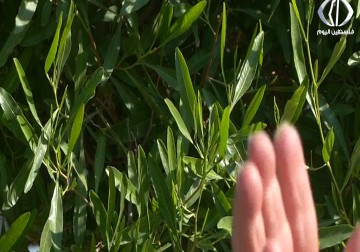 السلطات المصرية تفتح معبر رفح لثلاثة ايام امام العالقين في القطاع - رمزي أبو جزر - 10 - 12 - 2016