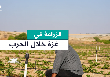 استثمر بعض البذور والمساحات الفارغة لتغلب على المجاعة .. مراسل فلسطين اليوم خميس أبو حصيرة يوثق مشروع المواطن أبو فراس عبدالعال  الزراعي في شمال قطاع غزة