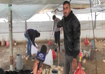 الأحوال الجوية الباردة تتسبب في نفوق آلاف الدواجن - أكرم دلول - 13 - 12 - 2016