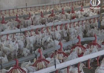 مزارعو الدواجن بجنين يشتكون من تسويق الدجاج الإسرائيلي في الأسواق الفلسطينية - أسراء الصفدي - 2016-12-01