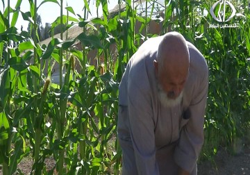 قطعان الخنازير تجهد مزارعي قرية تل جنوب غرب نابلس وتتلف مزروعاتهم – 20 – 09 – 2016 – أمون الشيخ