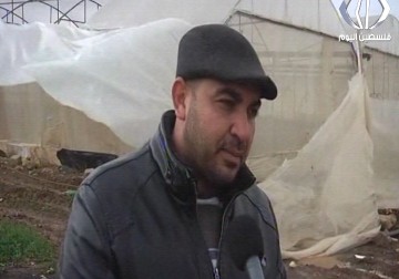 المزارعون في بلدة دير أبو ضعيف في جنين يتكبدون أضرارا مادية جراء المنخفض الجوي - إسراء الصفدي - 28 - 1 - 2017