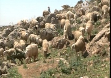 الاحتلال يعتقل راعي غنم في يطا جنوب الخليل - 28 - 3 - 2014 - فداء نصر