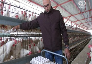 اصحاب مزارع الدجاج البياض يناشدون انقاذ مشاريعهم من الزوال  -  جيهان عوض  -  29 - 3 - 2016 ‏