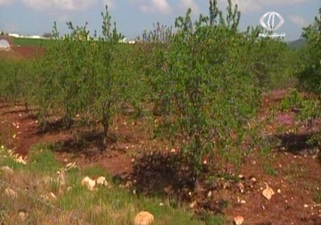 مصادرة معدات وآليات زراعية في قرية ياسوف – 12 – 7 – 2015 – فاتن الصالح