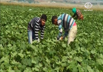 هيومان رايتس ووتش تنتقد استغلال الأطفال الفلسطينيين في مزارع المستوطنات الإسرائيلية  - 16 - 4 - 2015 - محمد المدهون