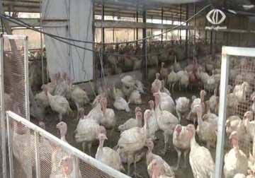 نفوق عشرات آلاف الدواجن في موجة الحر بالضفة الغربية  - 6 - 8 - 2015 - أمون الشيخ