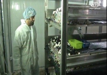 زراعة فلسطينية رائدة: مزارعون يقطفون منتوجا بديلا للإحتلال – 29 – 11 – 2014 – جهاد بركات