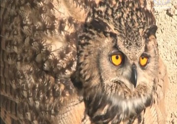 جمعية الحياة البرية تفرج عن زوج من البومة النسارية - 5 - 1 - 2015 - نورا المشهراوي