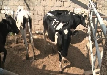 مربو الدواجن في قطاع غزة يشكون إهمال الجهات الرسمية في تعويض خسائرهم – 6 – 5 – 2015 - مثنى النجار