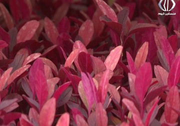 تقرير| شركة 