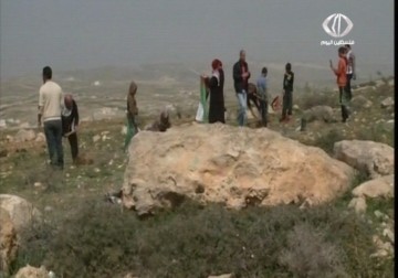 فعالية زراعة أشجار زيتون في أرض محاذية لمستوطنة ماعون شرق يطا – 7 – 2 – 2015 – فداء نصر