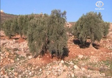 مستثمرون فلسطينيون ينشئون مصنعا لتحويل مستخلصات ورق الزيتون إلى بروتين - 2 - 12 - 2015 - فاتن الصالح