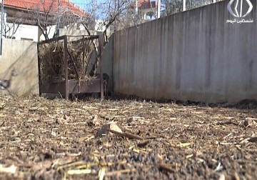 نهاية هذا العام ستطرح العملة الاسرائيلية الجديدة وعليها صور غزال الجبل الفلسطيني - رغدة عتمة - 8 - 2 - 2017