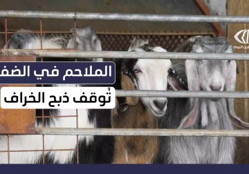 الملاحم في الضفة تعلن توقف ذبح الخراف نتيجة ارتفاع أسعارها 