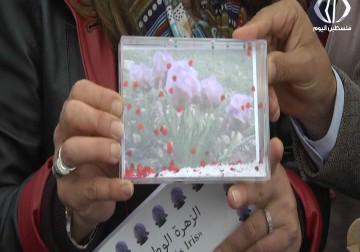 زهرة السوسن تتميز بندرتها وتتوطن في جبال فقوعة - مريم الحاج موسى - 16 - .3 - 2017