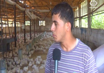 موجة الحر تخلف خسائر كبيرة في مزارع الدواجن شمال الضفة الغربية - 17 - 5 - 2016