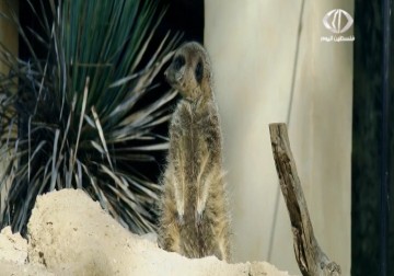 مؤتمر دولي لمكافحة الجريمة ضد الحياة البرية – 16 – 4 – 2015 – باسل الطناني