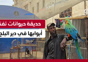 #تقرير | حديقة من تحت الركام.. مراسل فلسطين اليوم أسامة الدحدوح يواكب مبادرة مواطن تُحوّل بقايا الحياة بعد الحرب إلى متنفس للأطفال في المحافظة الوسطى لـ #قطاع_غزة