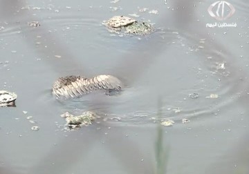 مخاطر صحية وبيئية تتهدد المواطنين في بيت لاهيا  بسبب انتشار احواض الصرف الصحي - رمزي ابو جزر - 20 - 4 - 2016