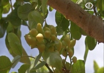 هل سيزين الفستق الحلبي جبال سلفيت – 31 – 5 – 2015 - رغدة عتمة