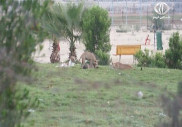عشرات الكلاب الضالة تنتشر في مناطق متفرقة بمدينة رفح - 19 - 9 - 2015 - علاء سلامة