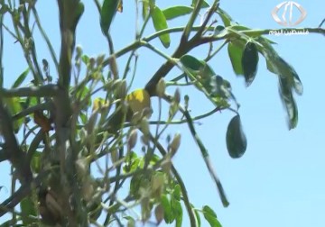 المورينجا .. غذاءُ ودواءُ الغزيين الجديد بعد نجاح زراعتها في غزة - رمزي البيروتي - 21 - 4 - 2016