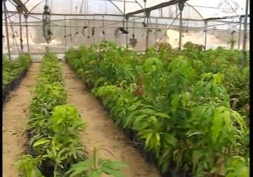 تقرير بريطاني يكشف عن استغلال الإحتلال للمزارعين في غزة لمواجهة المقاطعة - عماد درويش - 4 - 4 - 2016