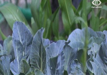 اسطح المنازل في غزة تتحول الى حدائق مثمرة لتحقيق الاكتفاء الذاتي  - رمزي أبو جزر - 1 - 4 - 2016