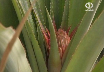 المزارع رياض عرفات من ضاحية كفا يعمل على إنتاج أول أناناس فلسطيني - 5 - 4 - 2015 - أمون الشيخ