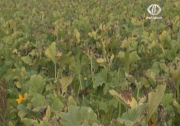 وزارة الزراعة في قطاع غزة تحذر من مخاطر إستخدام الاحتلال مبيدات سامة تجاه أراضي المواطنين - 4 - 5 - 2015 - رمزي أبو جزر