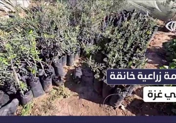 أزمة زراعية خانقة بغزة.. نقص البذور والمبيدات والأسمدة يزيد معاناة المزارعين