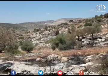 تقرير | حريق يلتهم 50 شجرة زيتون في جنين بفعل ارتفاع درجات الحرارة 