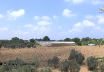 تقرير | ارتفاع معدلات الحرارة ... يطيح بالعديد من المزروعات في قطاع غزة