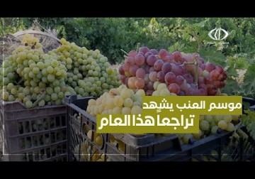 الضفة الغربية | الاحتلال الإسرائيلي يعرقل تجارة المزارعين بعد جني محصول العنب ويحاربهم في مصدر رزقهم