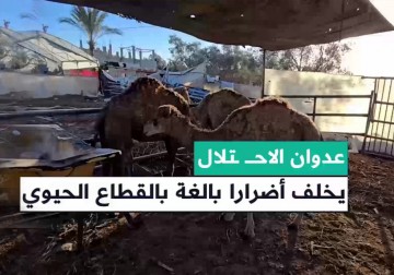 أضرار بليغة طالت القطاع الحيواني في قطاع غزة بسبب العدوان الإسرائيلي ومنعه إدخال المواشي والأعلاف.