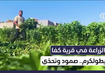 الزراعة في قرية كفا بطولكرم صمود وتحديات