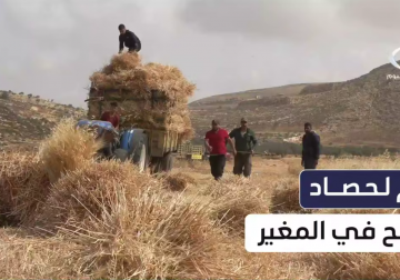 أهالي قريتي المغير وأبو فلاح شمال شرق #رام_الله ينظمون يوماً زراعياً جماعياً لحصاد القمح، حمايةً لأراضيهم من اعتداءات المستوطنين.